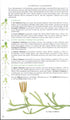 Wild Flowers of Britain and Ireland, 2nd Ed. - Blamey 2013